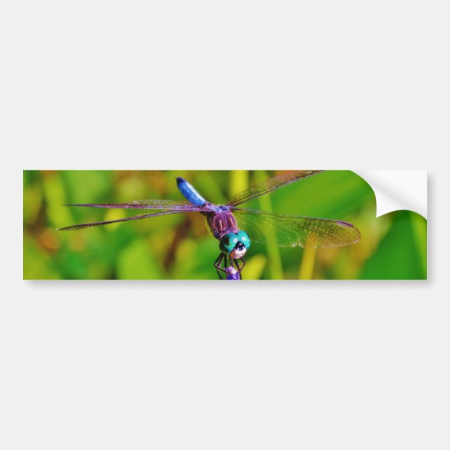 Adesivo Para Carro Teal Rainbow Dragonfly (Frente)