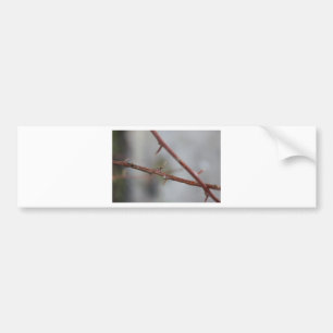 Adesivo Para Carro Thorns