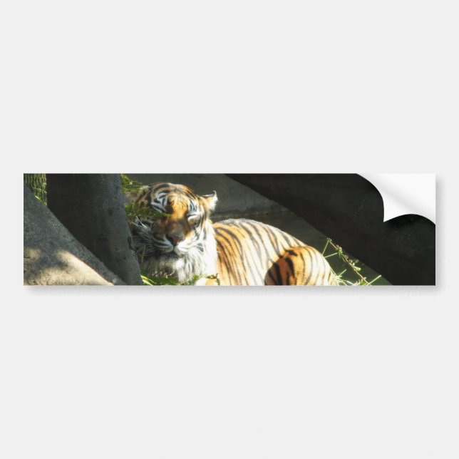 Adesivo Para Carro Tiger Catnap (Frente)