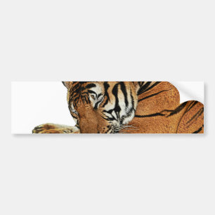 Adesivo Para Carro Tigre em Descanso
