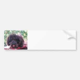 Adesivo Para Carro Toy Poodle Black