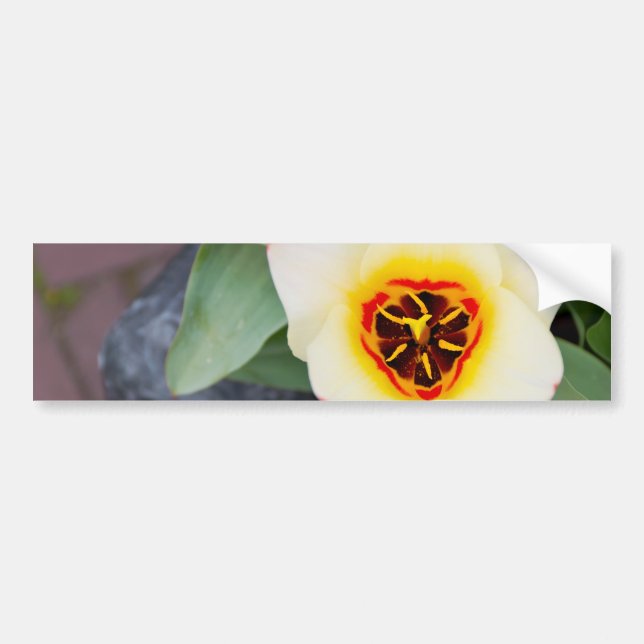 Adesivo Para Carro Tulipa (Frente)
