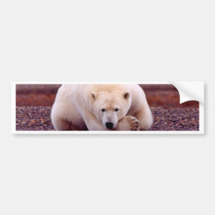 Adesivo Para Carro Urso polar