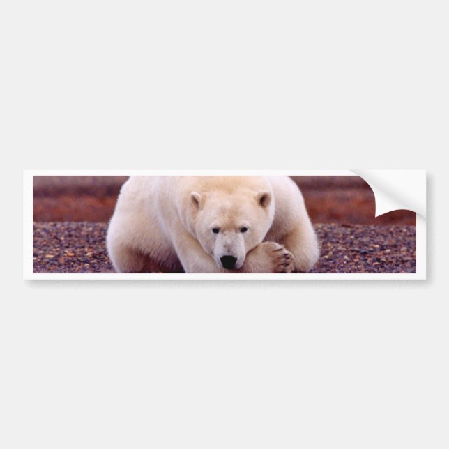 Adesivo Para Carro Urso polar (Frente)