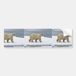 Adesivo Para Carro Urso polar