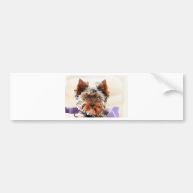 Adesivo Para Carro Yorkshire terrier (Frente)