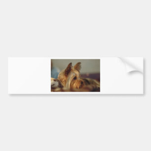 Adesivo Para Carro Yorkshire Terrier