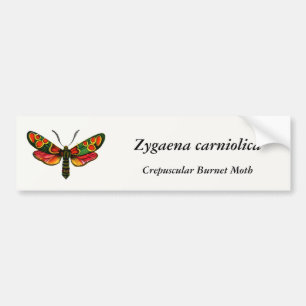 Adesivo Para Carro Zygaena carniolica - A Gente De Burnet