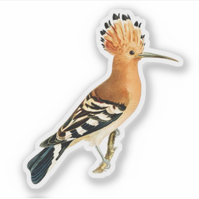 Adesivo Pássaro Hoopoe da Eurásia (Frente)