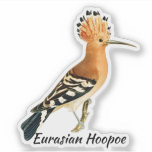 Adesivo Pássaro Hoopoe da Eurásia, rotulado
