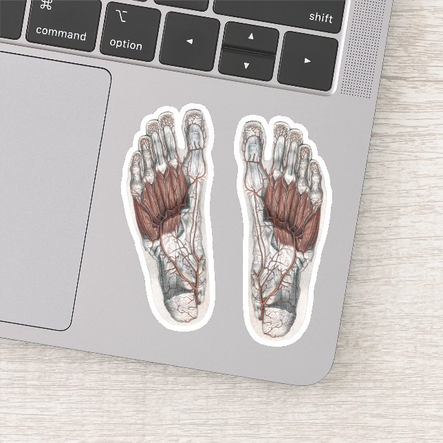 Adesivo Pé de Anatomia Humana Vintage Podologia Pé (Detalhe)