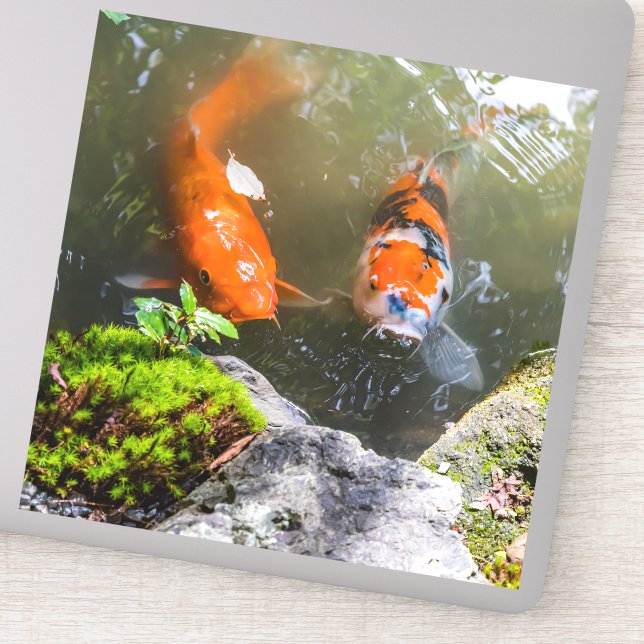 Adesivo Peixe Koi numa lagoa (Detalhe)