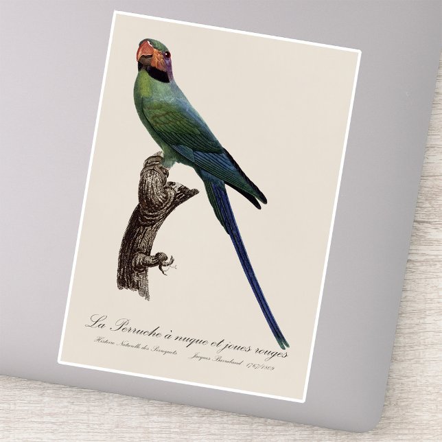 Adesivo Periquito-de-cauda-longa, Psittacula Longicauda (Long-Tailed Parakeet, Psittacula Longicauda. Sticker)