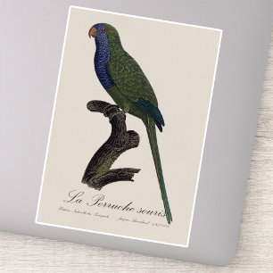 Adesivo Periquito-verde ou Caturrita, Myiopsitta Monachus