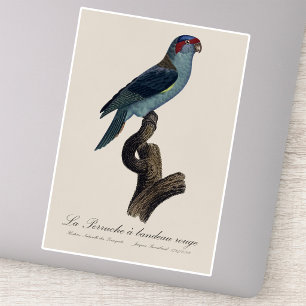 Adesivo Perruche a bandeau rouge / Musk Lorikeet