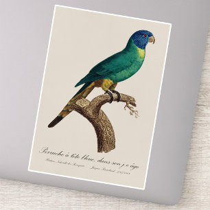 Adesivo Perruche a tete bleue/Rainbow lorikeet, juvenil