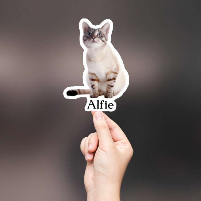 Adesivo Pet Sticker Personalizado, Dog Sticker Personaliza (Criador carregado)