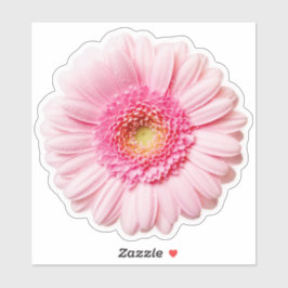 Adesivo Pink Daisy Bonito Sticker
