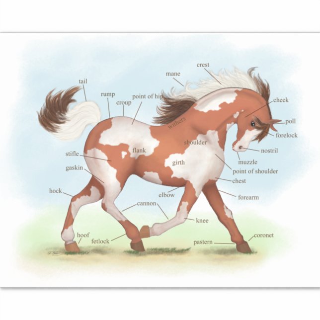 Adesivo Pinto Pony Horse Gráfico de Anatomia Educativa dos (Frente)