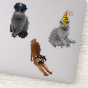 Adesivo Pirata Cat