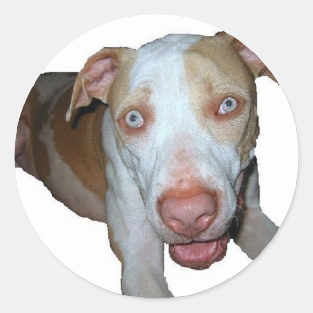 adesivo pitbull de olhos azuis (Frente)