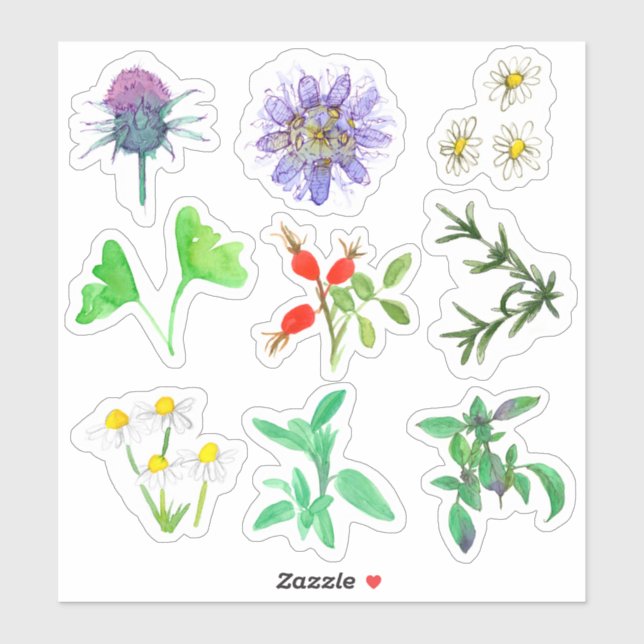 Adesivo Plantas Medicinais Roseqos Rosemary Chamomile Ging (Folha)