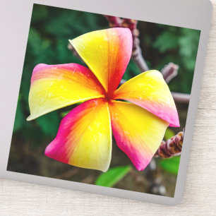 Adesivo Plumeria rubra