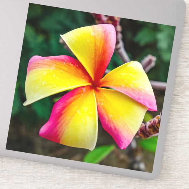Adesivo Plumeria rubra (Detalhe)