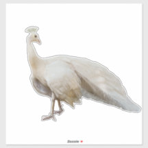 Poda branca de pavão