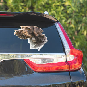 Adesivo Ponteiro alemão Wirehaired