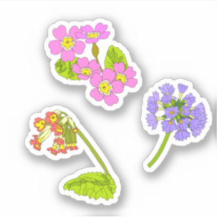 Adesivo Primroses