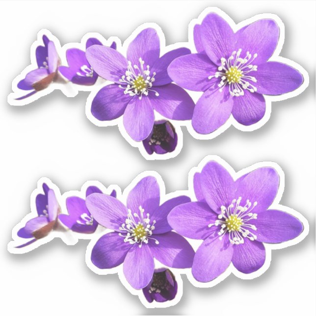 Adesivo Purple Anemone Hepatica Flowers Vinyl Sticker (Frente)