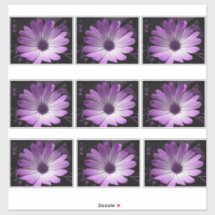 Adesivo Purple Daisy Flower