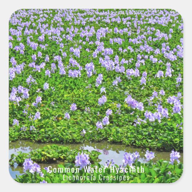 ADESIVO QUADRADO ホテイアオイ (Frente)