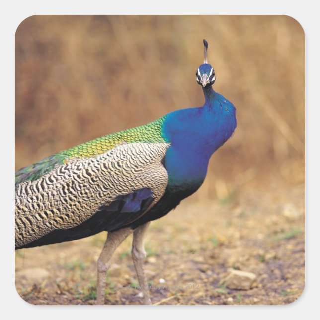 ADESIVO QUADRADO 0 3 (Frente)