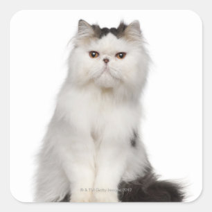 Adesivo Quadrado (10 meses velho) assento persa