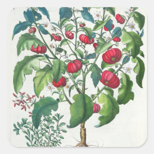 Adesivo Quadrado 1.Solanum Pomiferum; 2.Amaracus vulgar, do