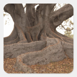 Adesivo Quadrado 20130615_cal13_0249.jpg