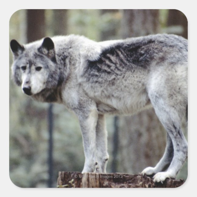 ADESIVO QUADRADO 24114488 (Frente)