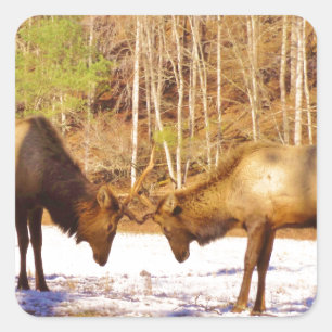 Adesivo Quadrado 2~ 2 Bull Elk na neve