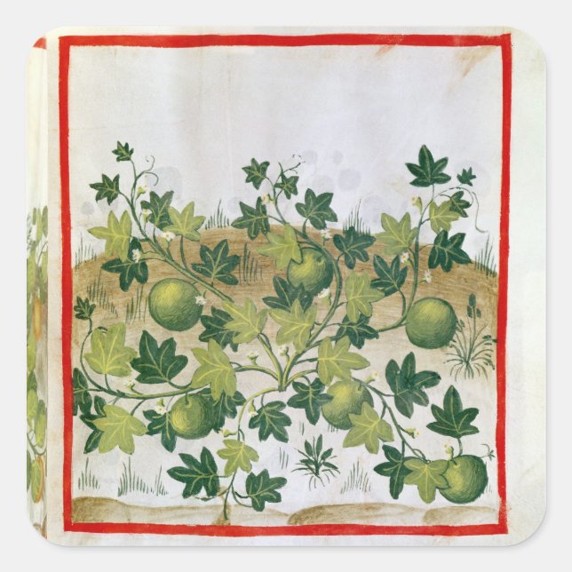 Adesivo Quadrado 3054 fol.20 Melons, de "Tacuinum Sanitatis" (Frente)