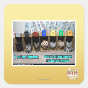 Adesivo Quadrado 7 para fora kittehs do ov 7