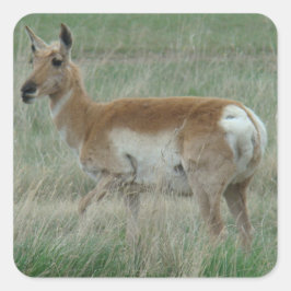 Adesivo Quadrado A31 Antilope Pronghorn Fêmea