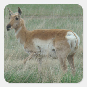 Adesivo Quadrado A31 Pronghorn Antelope Doe