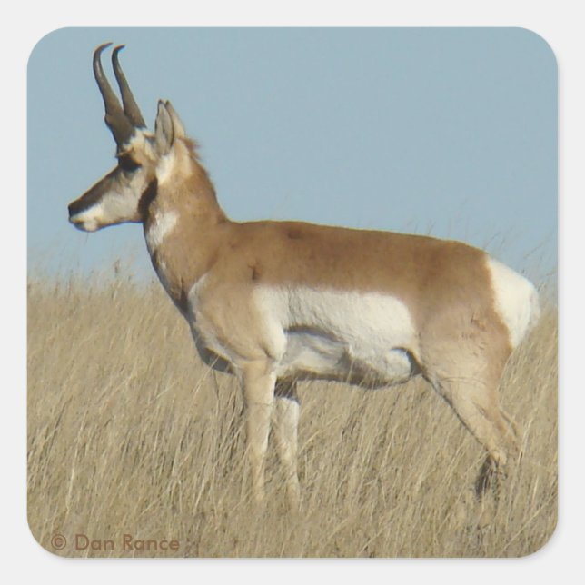Adesivo Quadrado A46 Pronghorn Antelope (Frente)