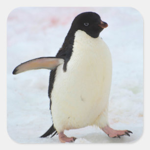 Adesivo Quadrado A Antártica. Ilha de Petermann. Pinguim de Adelie