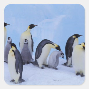Adesivo Quadrado A Antártica, pinguim de Emporer ((Aptenodytes