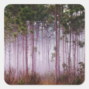 Adesivo Quadrado A barriga entre pinheiros ao nascer do sol, Evergl