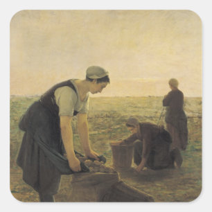 Adesivo Quadrado A colheita da batata