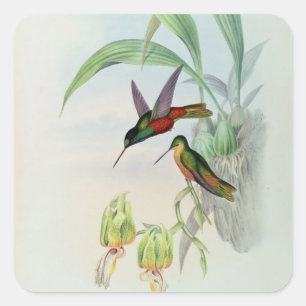 Adesivo Quadrado A estrela de Bonaparte fronteou o colibri